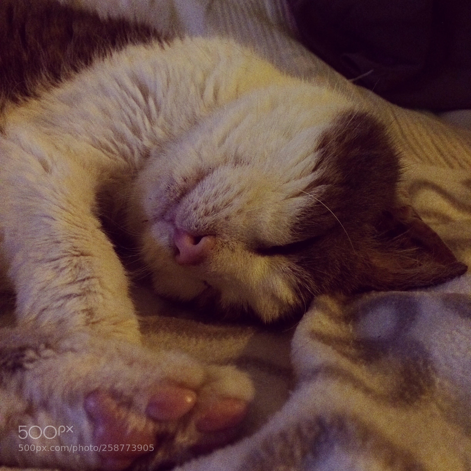 Apple iPhone 5s sample photo. Good night ! photography