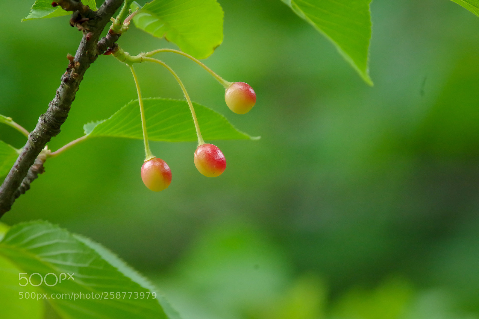 Pentax K-S2 sample photo. Rhythmical photography