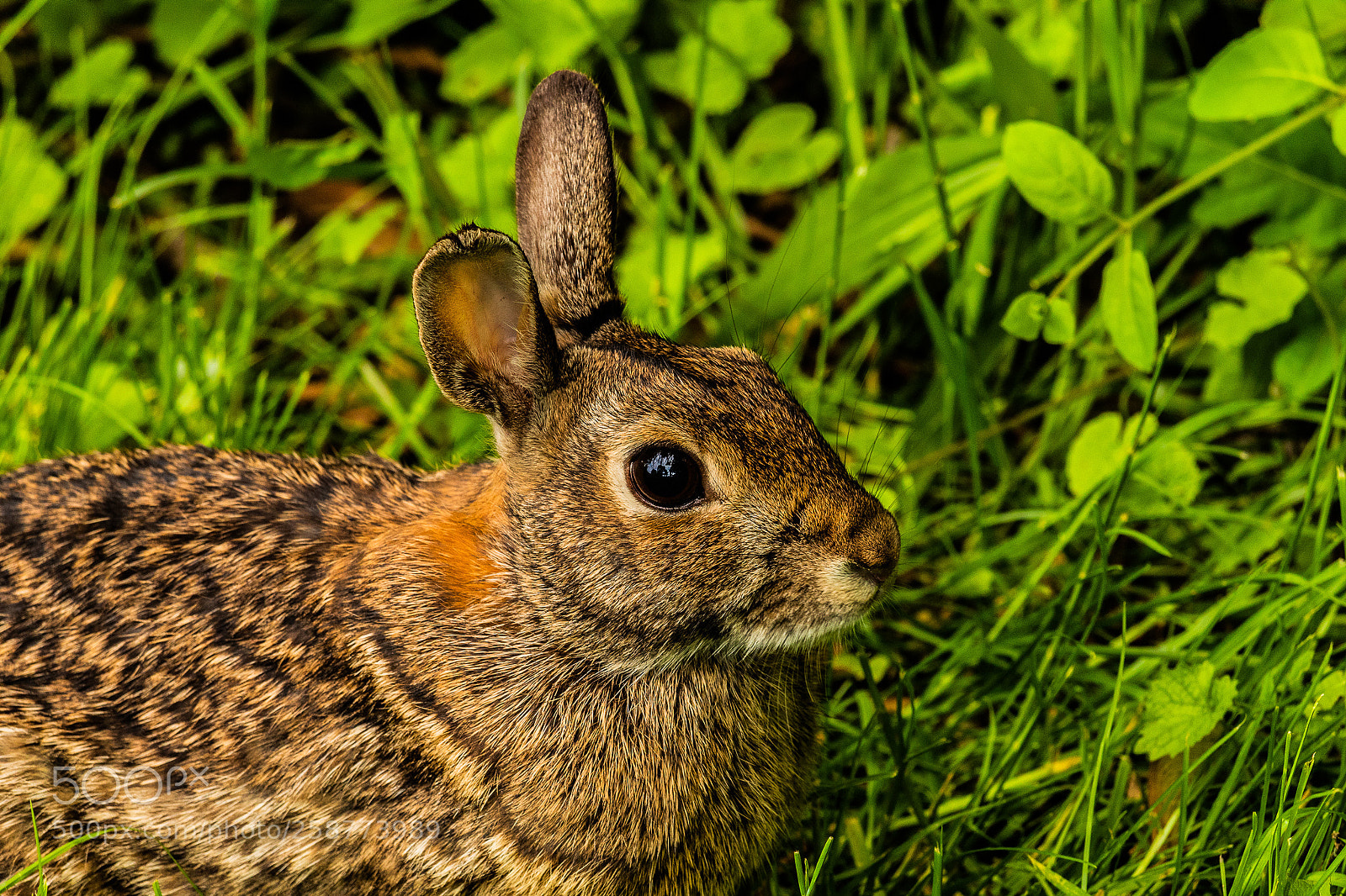 Canon EOS 1300D (EOS Rebel T6 / EOS Kiss X80) sample photo. Bunny photography