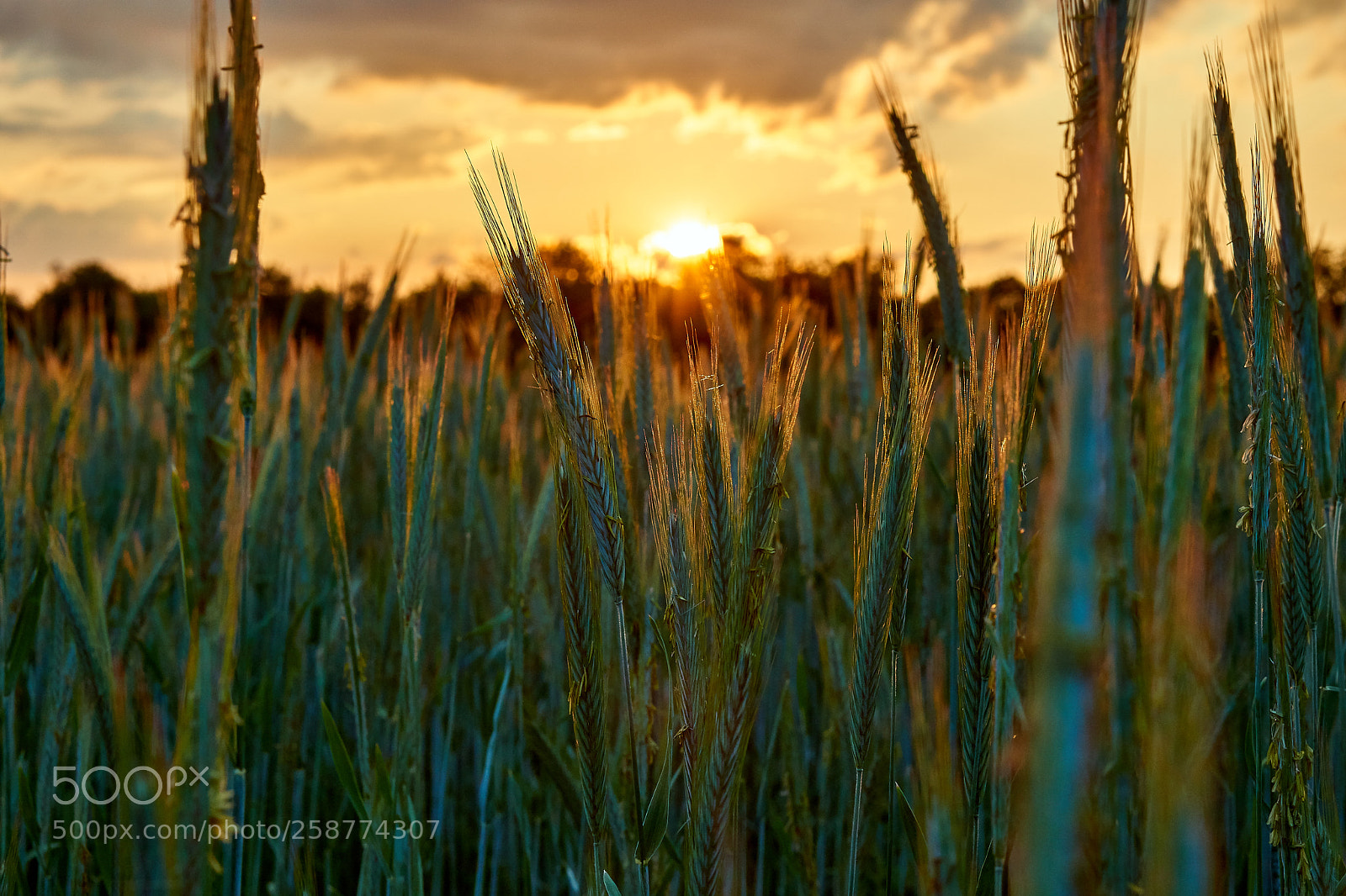 Sony a6000 sample photo. Blue corn photography