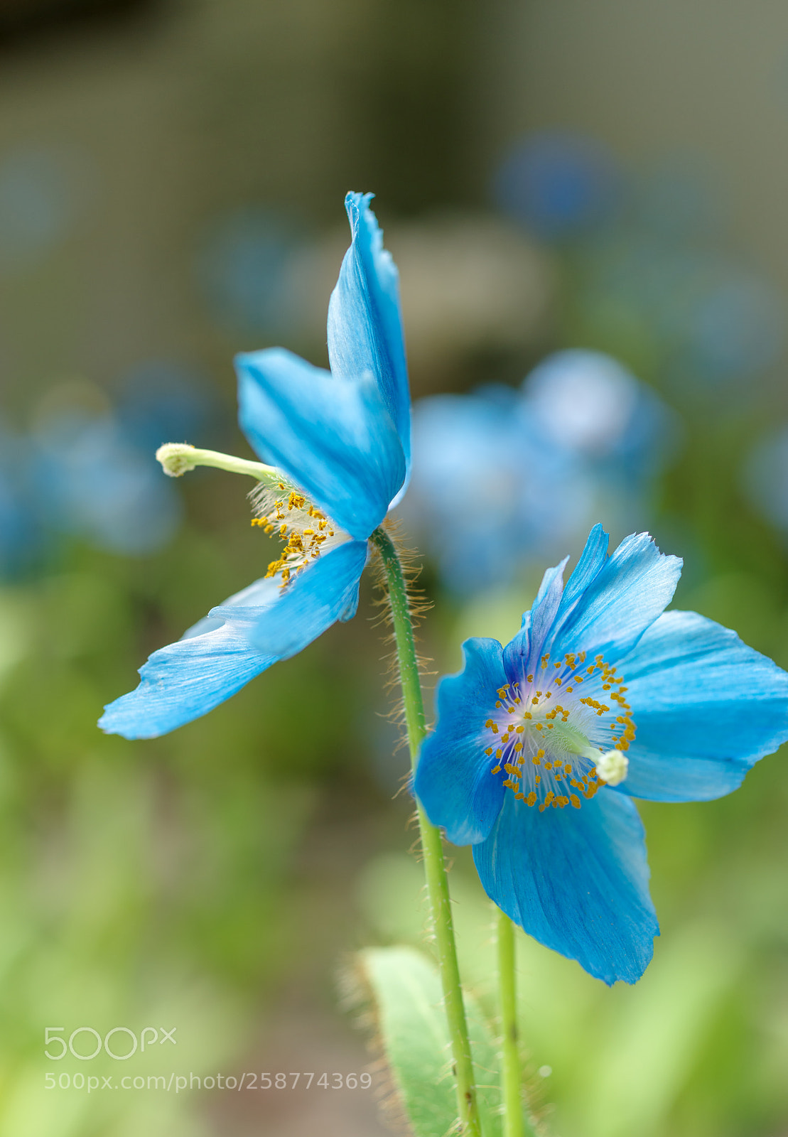 Pentax K-1 sample photo. Meconopsis betonicifolia -ヒマラヤの青いケシ- photography
