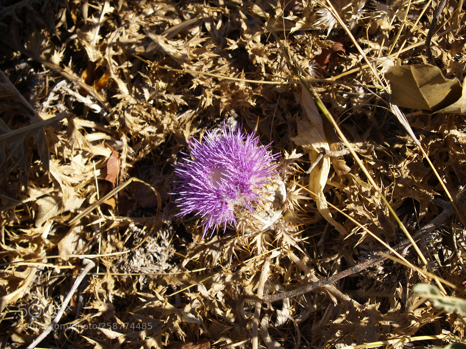 Olympus E-300 (EVOLT E-300) sample photo. Distel photography