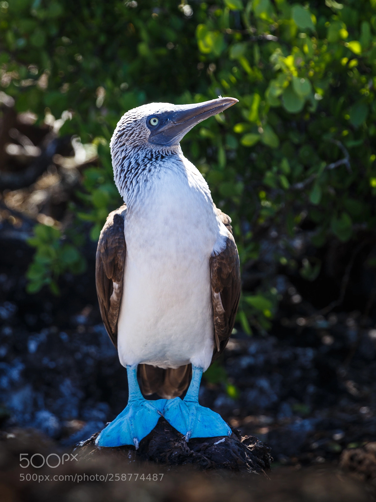 Canon EOS 6D sample photo. Blue foot booby photography