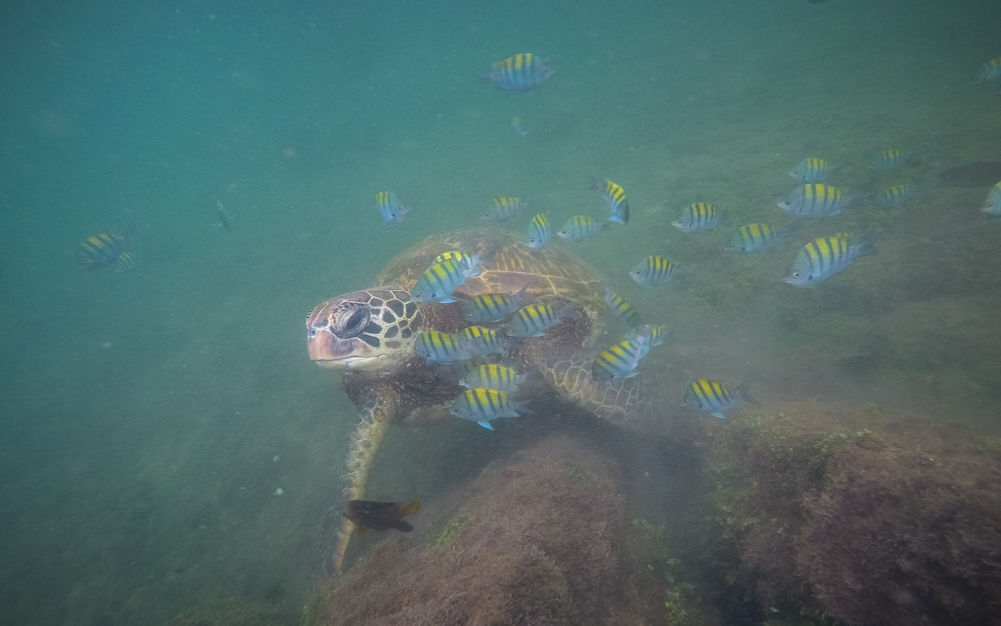 GoPro Hero5 Black sample photo. Tortue geante de mer photography