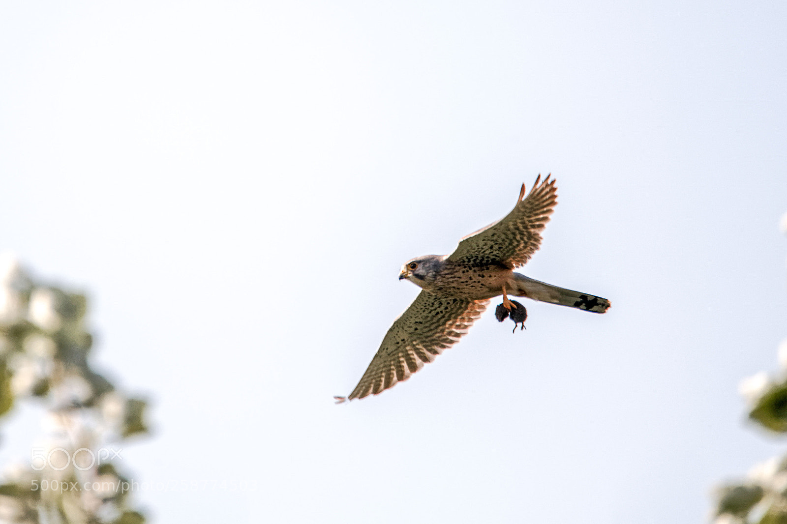 Nikon D850 sample photo. Busard des roseaux photography