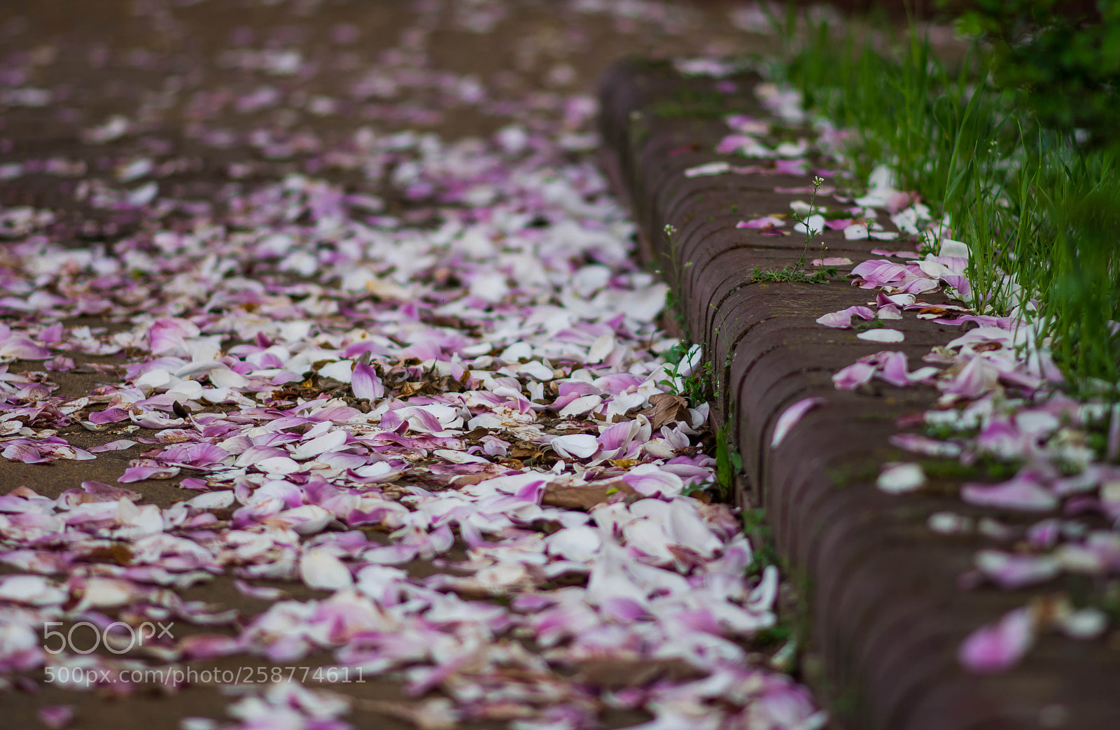 Nikon D7200 sample photo. Petal magnolia photography