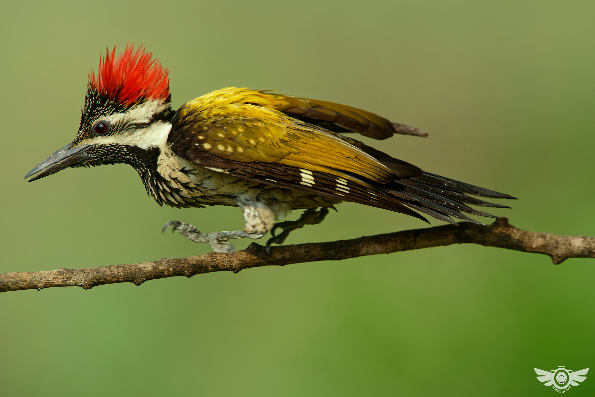 Sony a99 II sample photo. Lesser golden back woodpecker photography