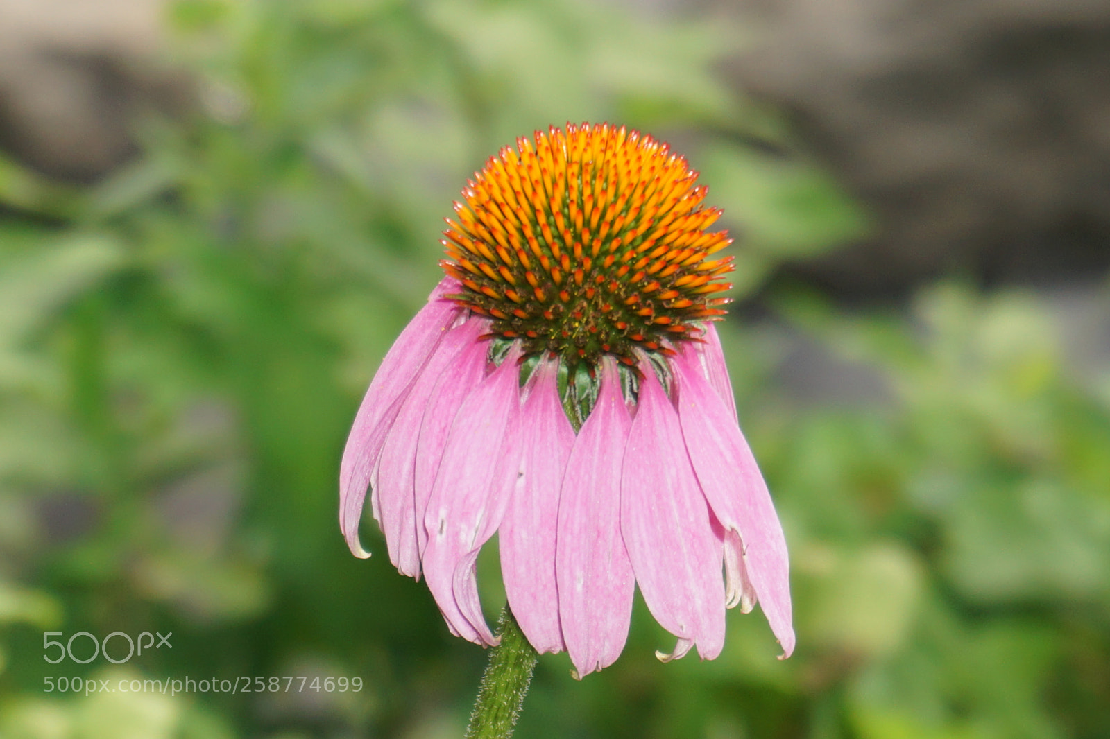 Sony a6000 sample photo. Flower photography