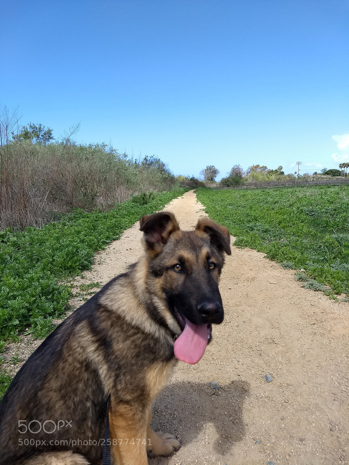 Motorola Moto G (5) Plus sample photo. Puppy portrait photography