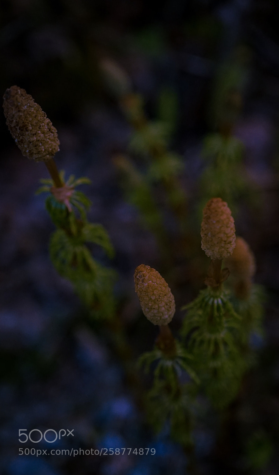 Sony a7 II sample photo. Forestry macro photography