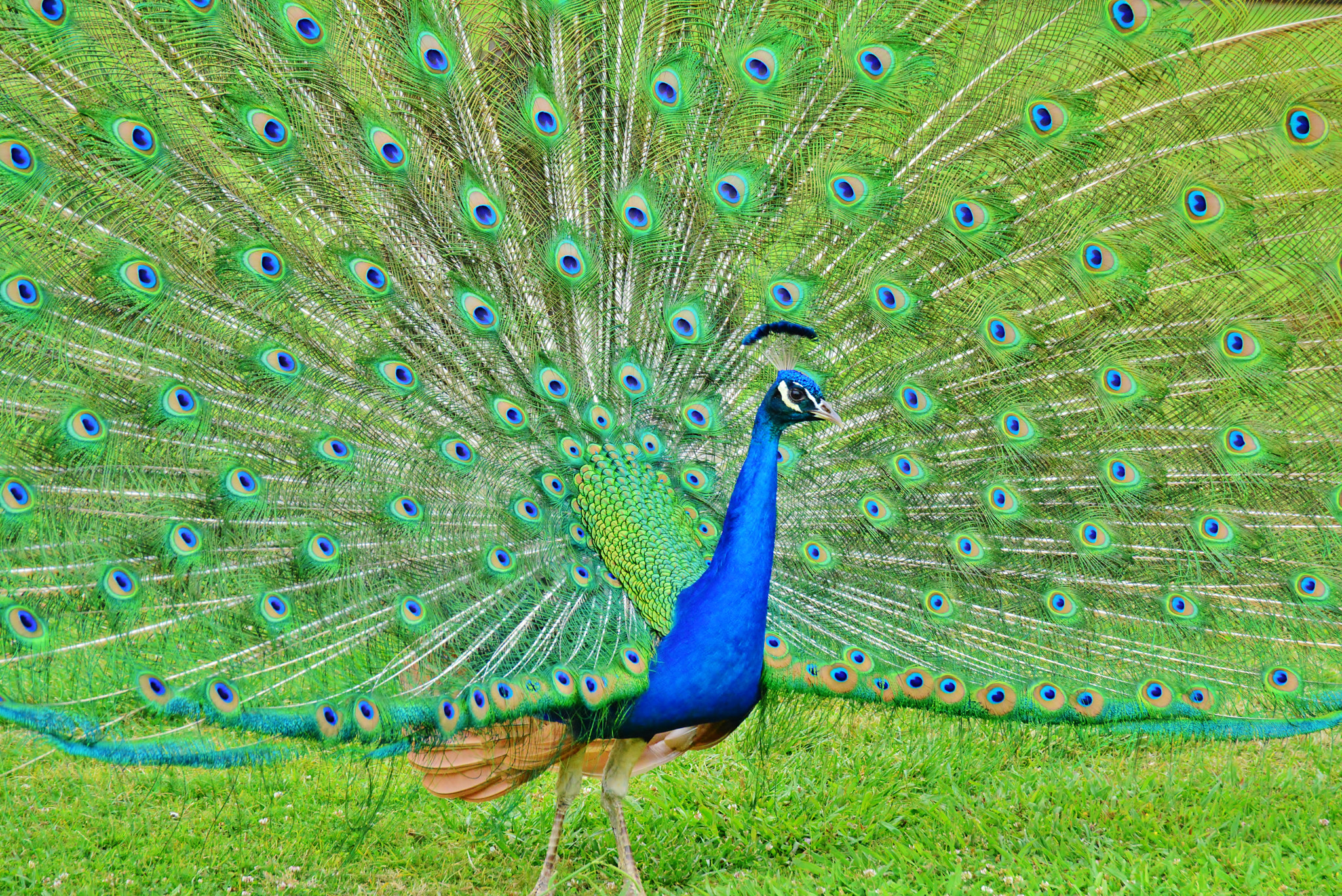 Nikon D800 sample photo. Blue on green photography