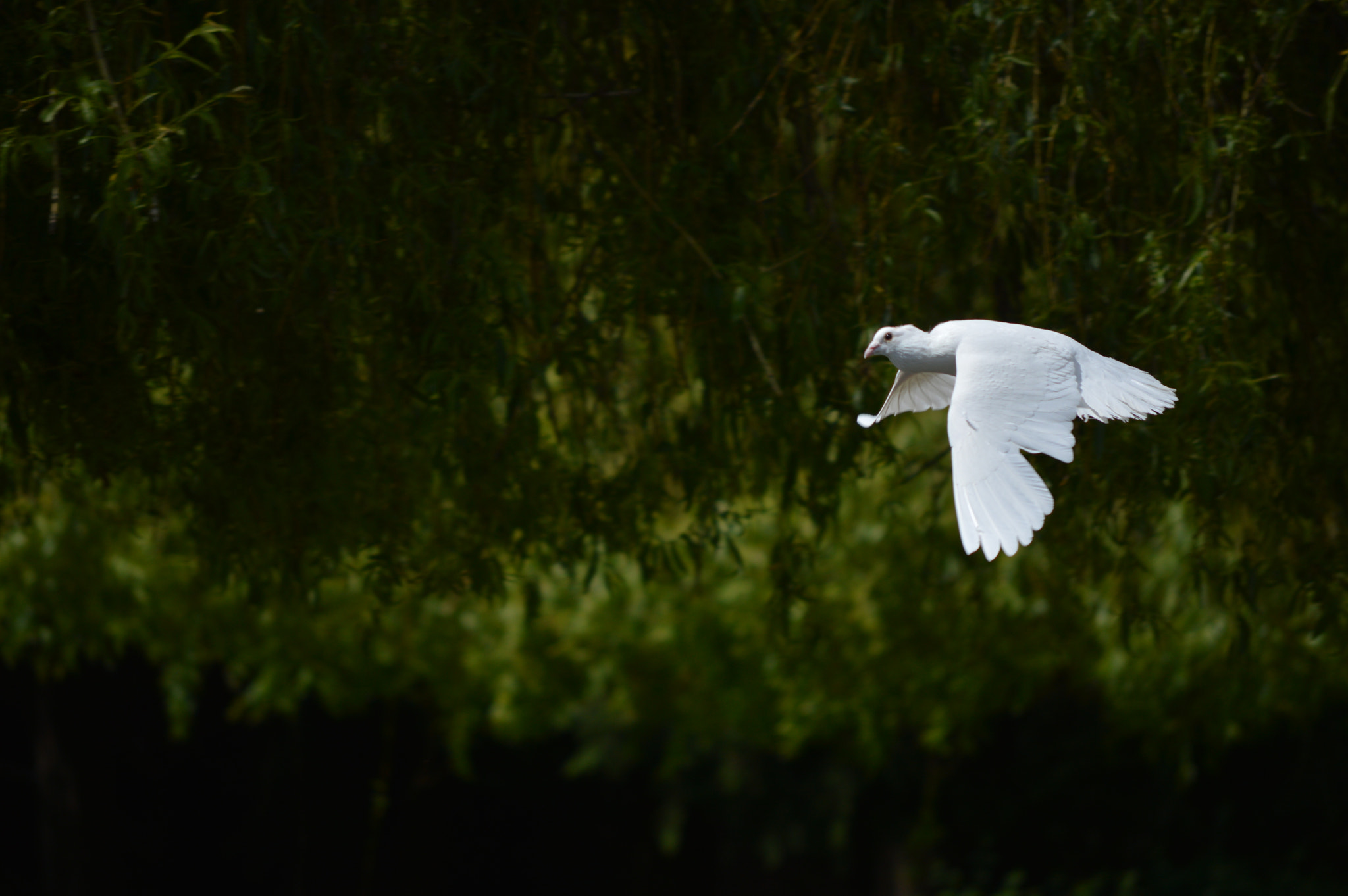 Nikon D3200 sample photo. I'm coming photography