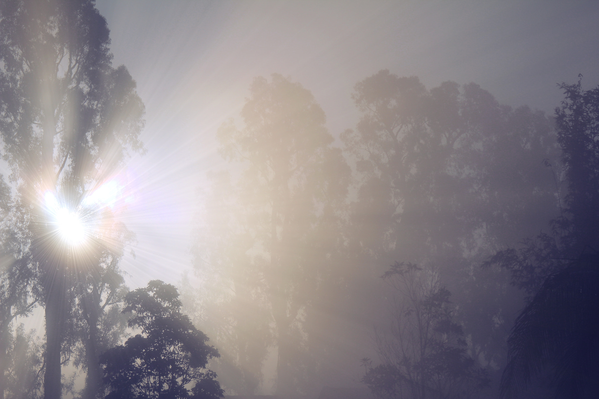 Canon EF 28-90mm f/4-5.6 sample photo. Sun beams and trees photography