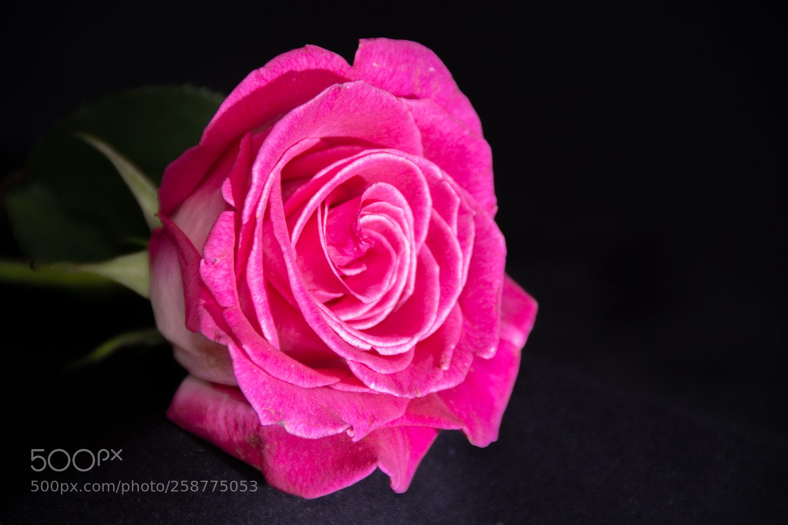 Nikon D7100 sample photo. Profile white rose with photography