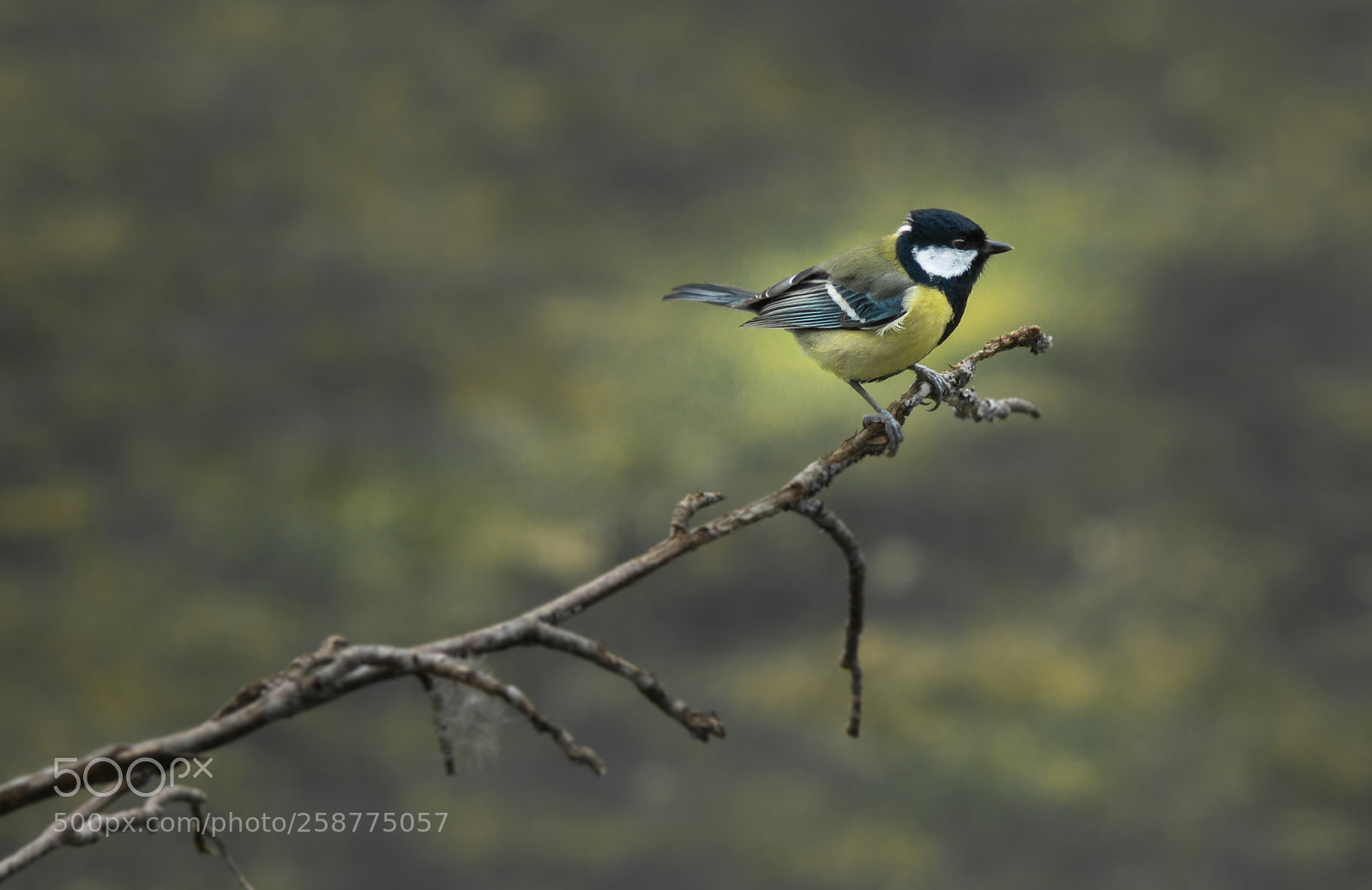 Sony SLT-A77 sample photo. Coal tit photography
