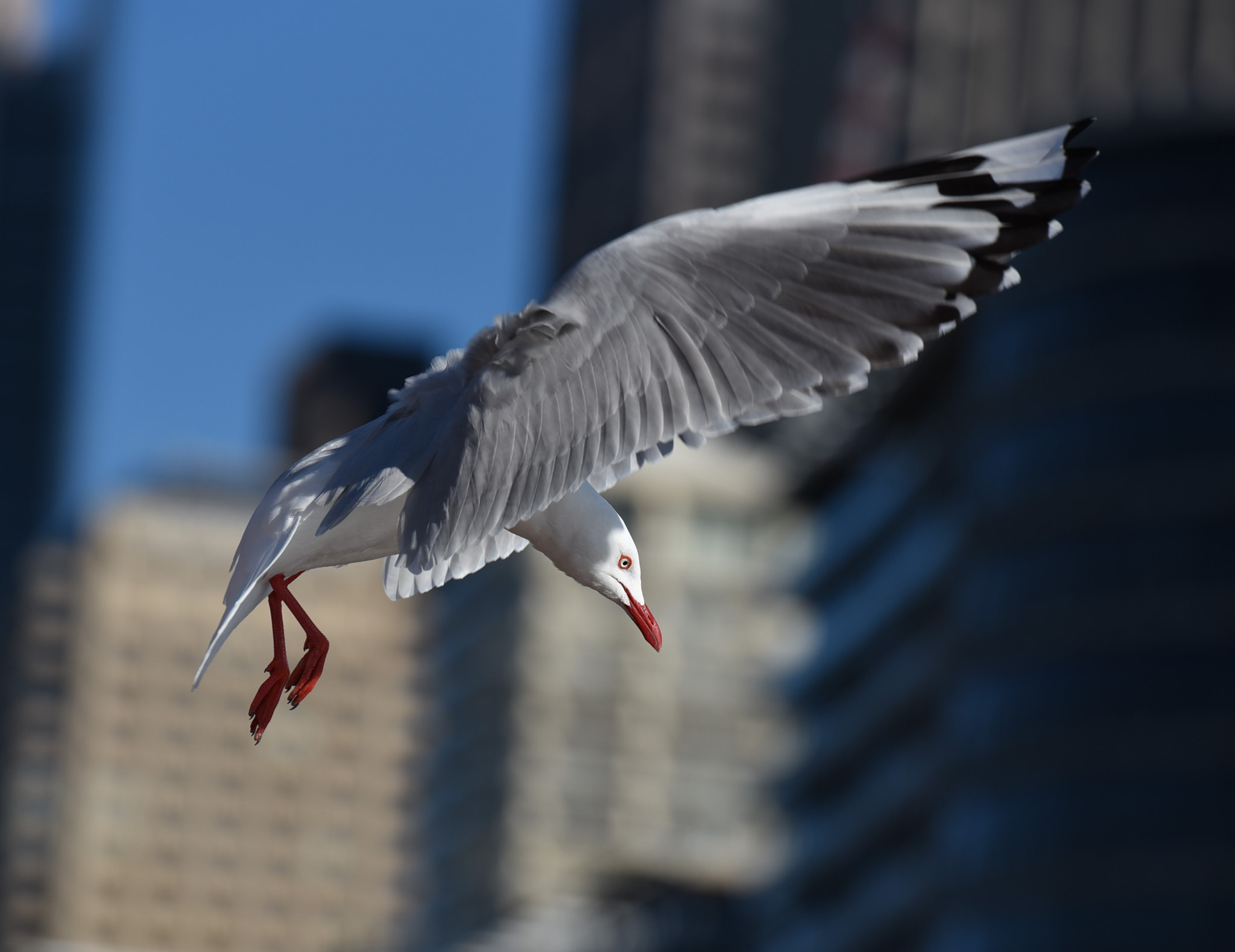 Nikon AF-S Nikkor 70-200mm F2.8G ED VR II sample photo. Flying photography