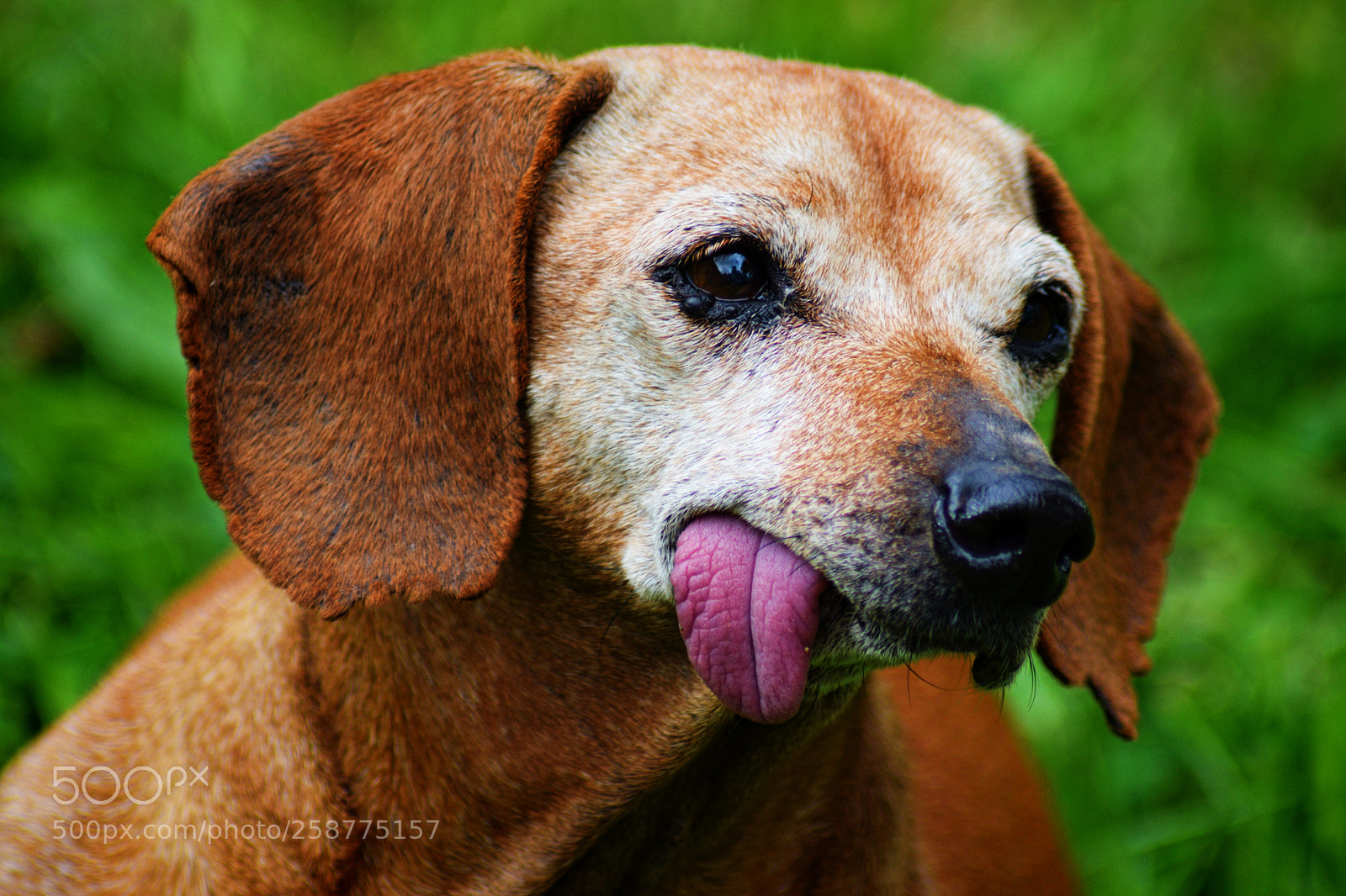 Nikon D3300 sample photo. Hot dog photography