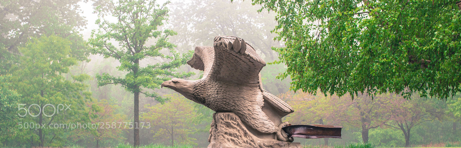 Canon EOS 5D Mark IV sample photo. Eagle in the mist photography