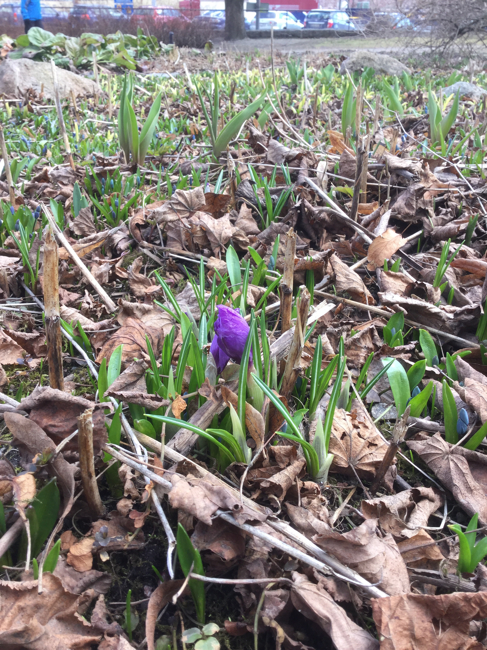 Apple iPad Air 2 sample photo. The first bloom photography
