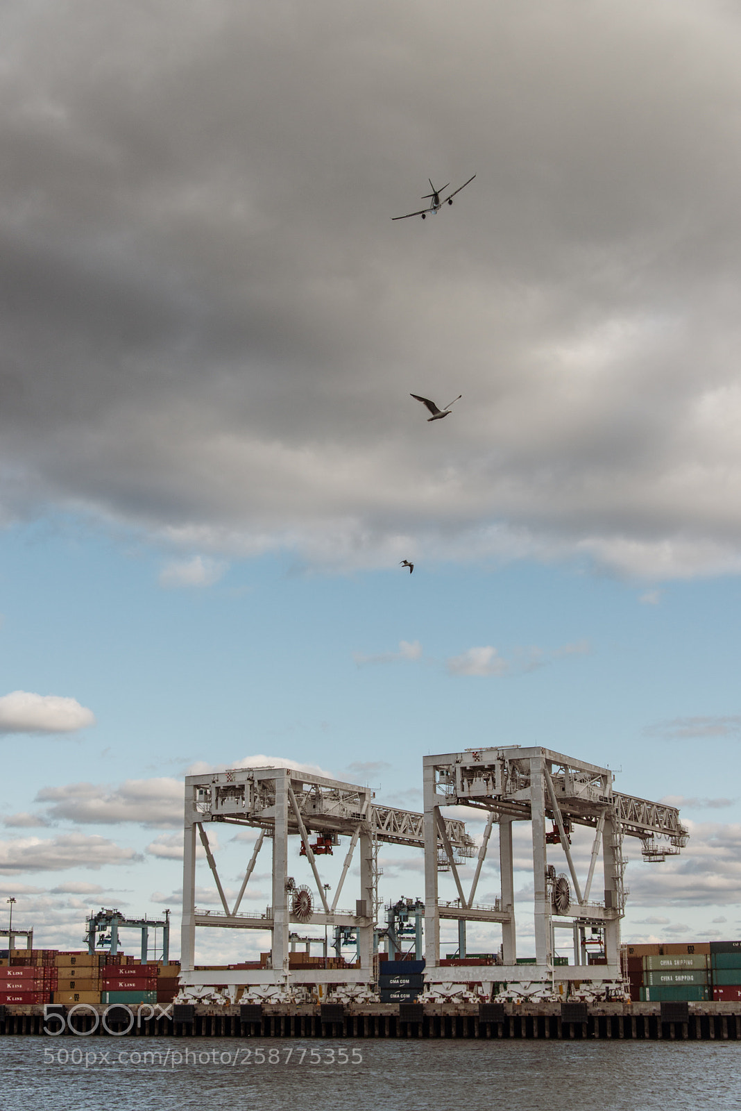 Nikon D800 sample photo. Birds of a feather photography