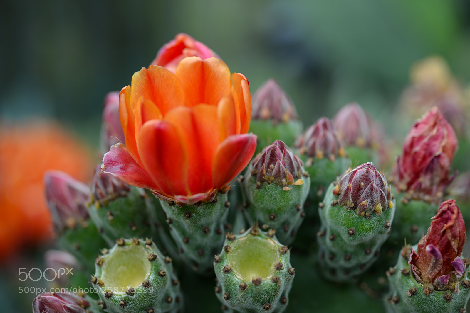 Nikon D610 sample photo. Cactus photography