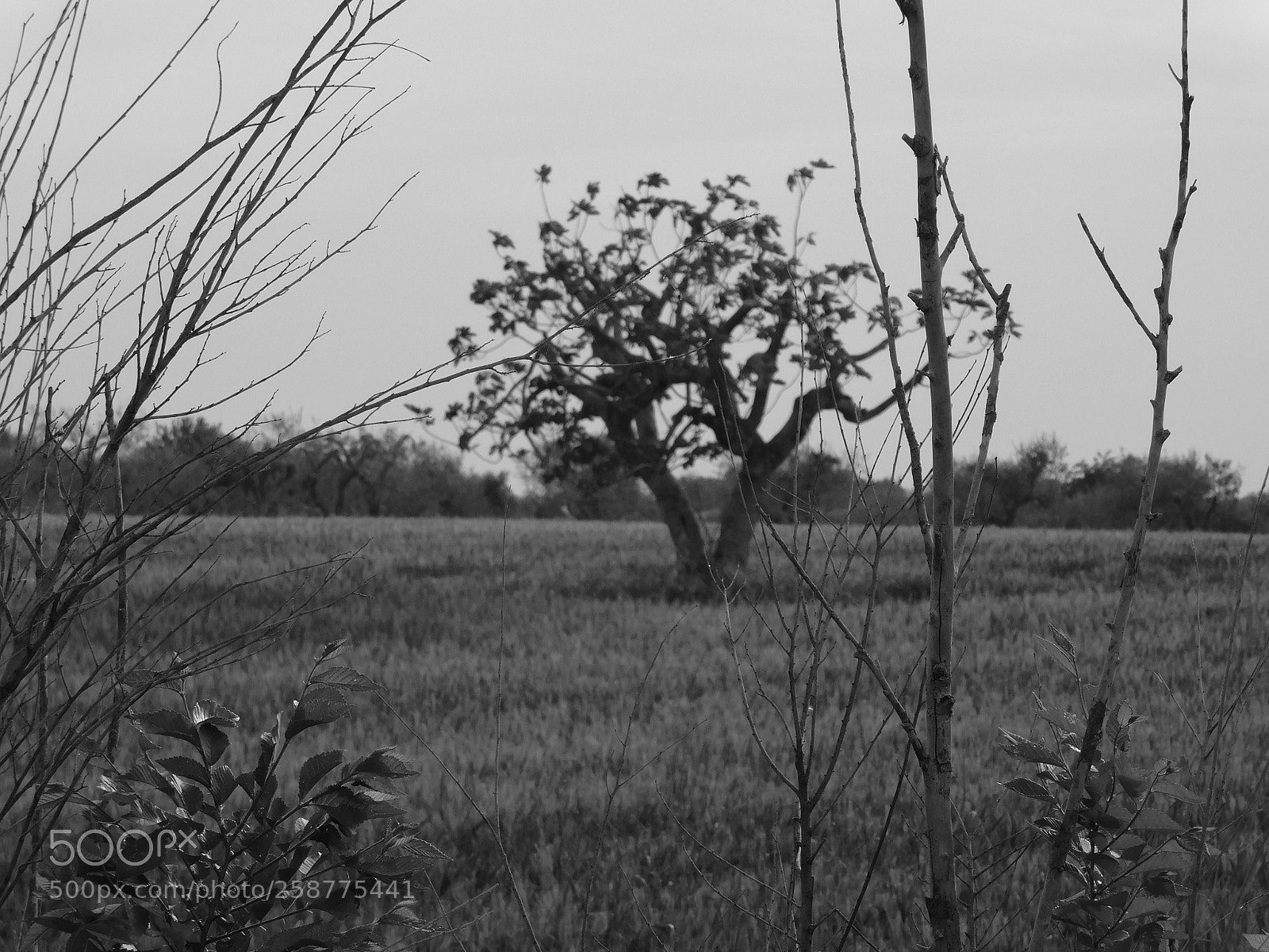 Nikon Coolpix B500 sample photo. Alone tree photography