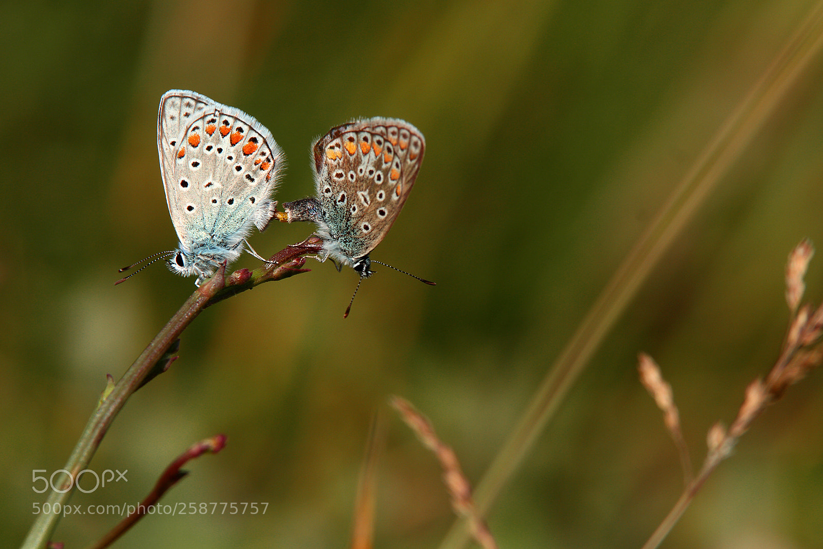 Canon EOS 7D sample photo. Mating photography