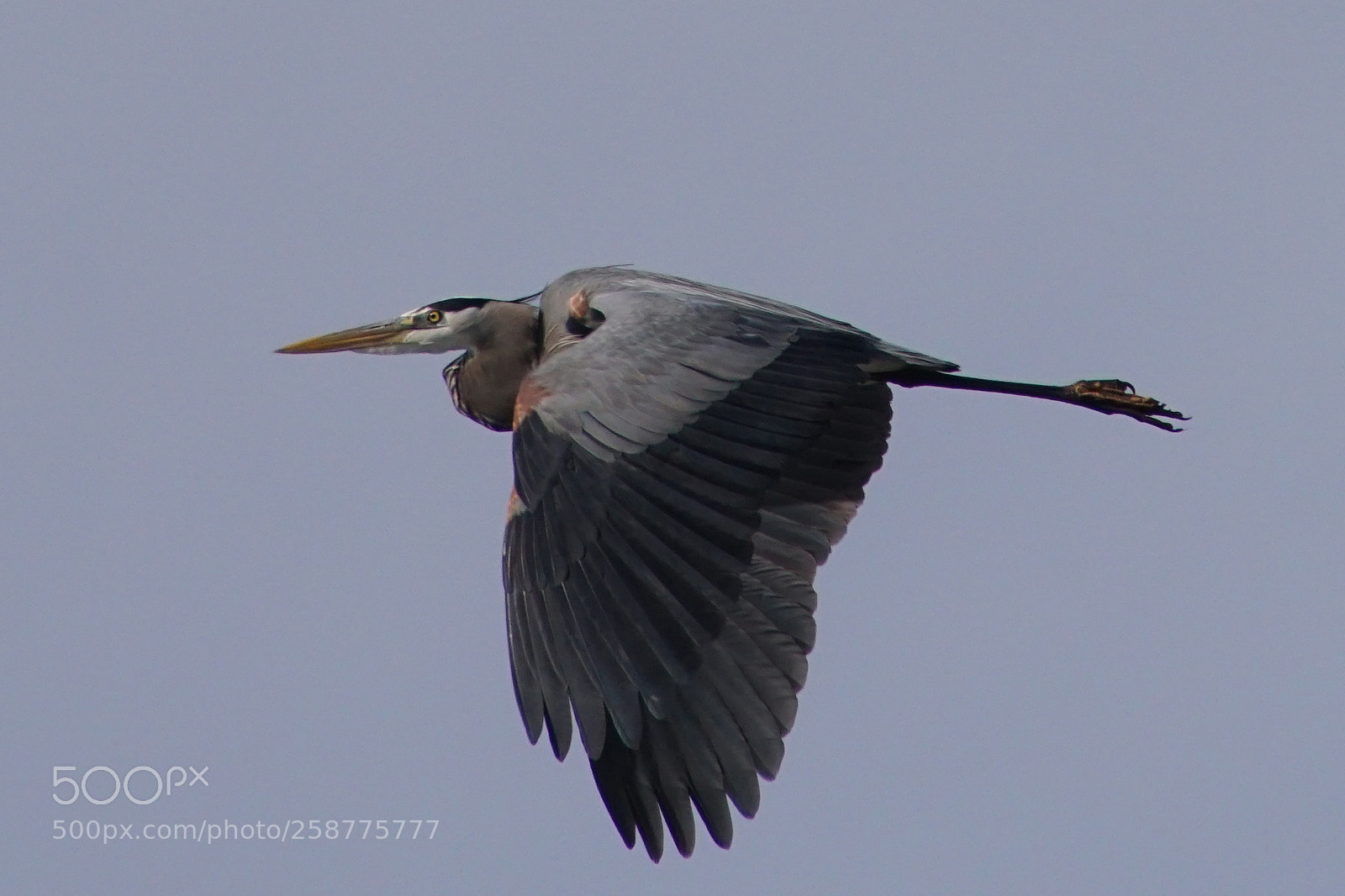 Sony ILCA-77M2 sample photo. Blue heron in flight photography