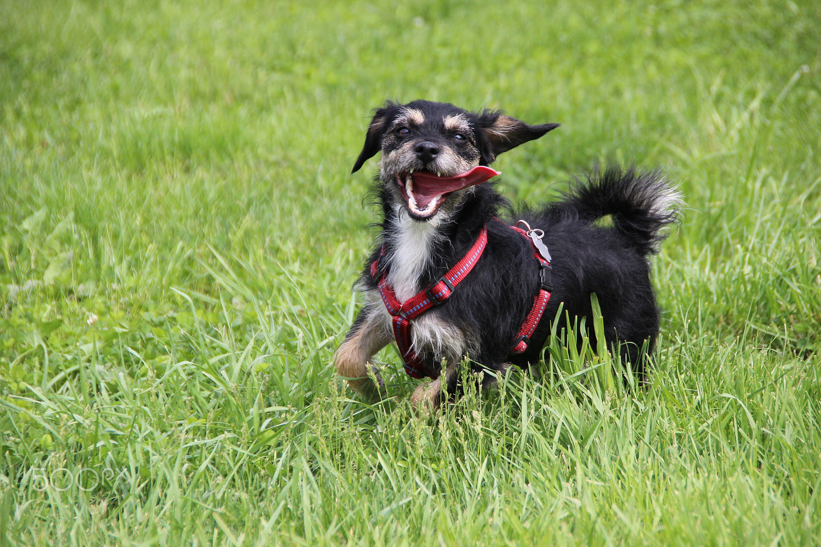 Canon EOS 600D (Rebel EOS T3i / EOS Kiss X5) sample photo. Dog running - tongue out photography