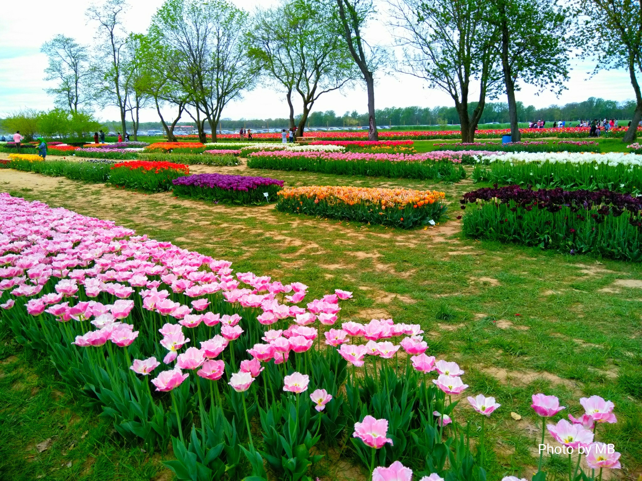 ZTE BLADE ZMAX sample photo. Tulip fields photography