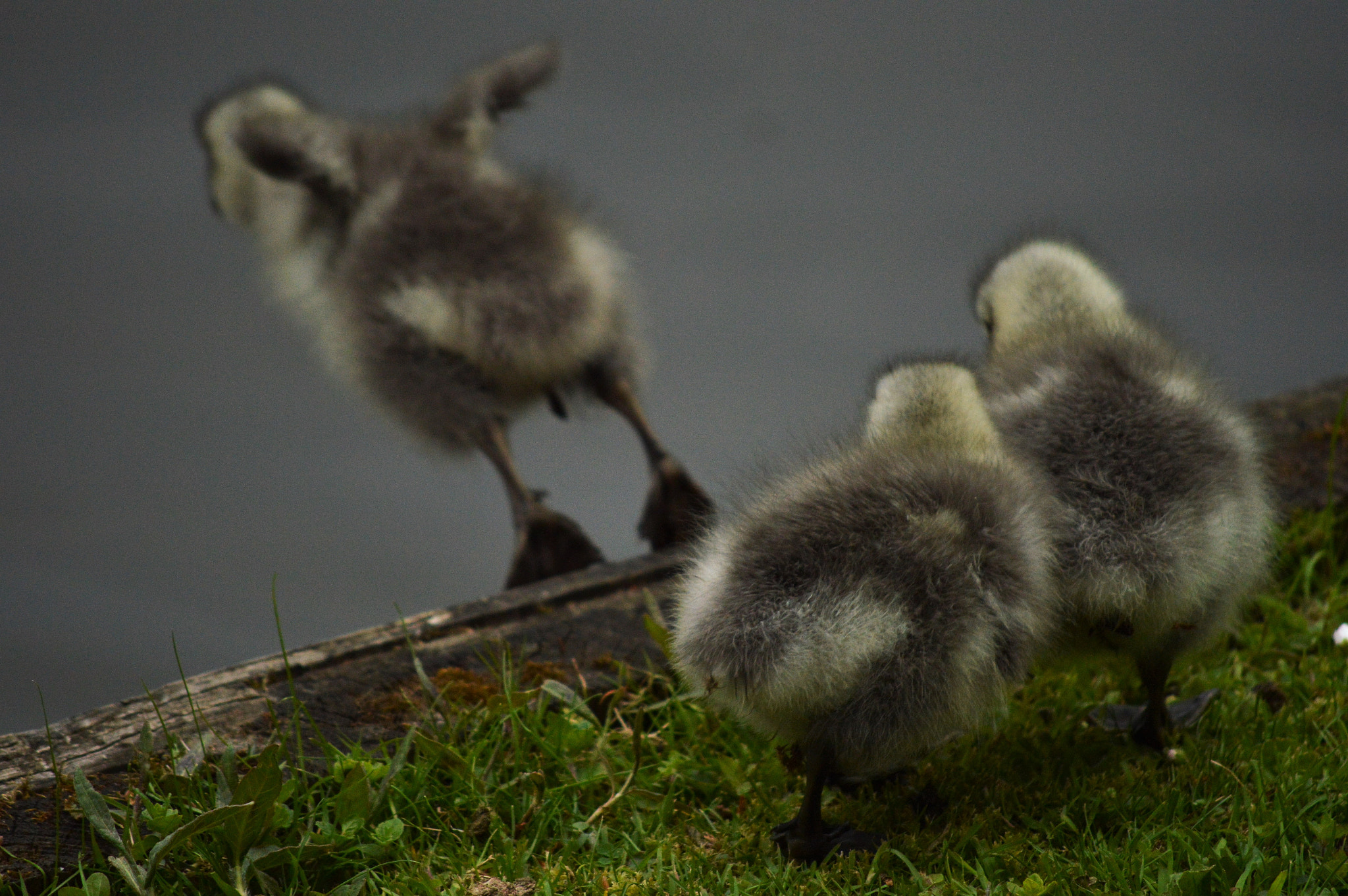 Nikon D3200 sample photo. Brave photography