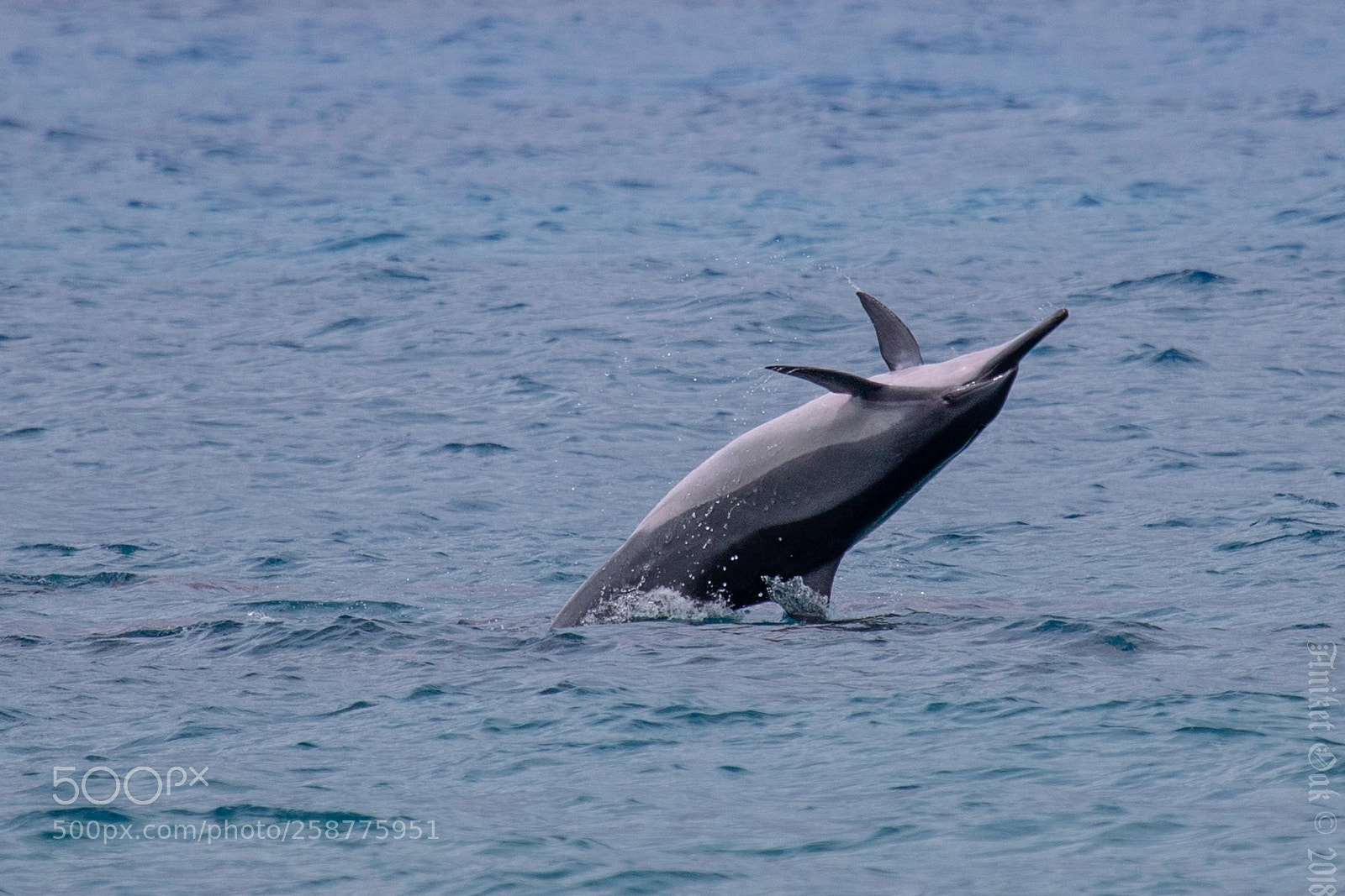 Canon EOS 5D Mark IV sample photo. Spinner photography
