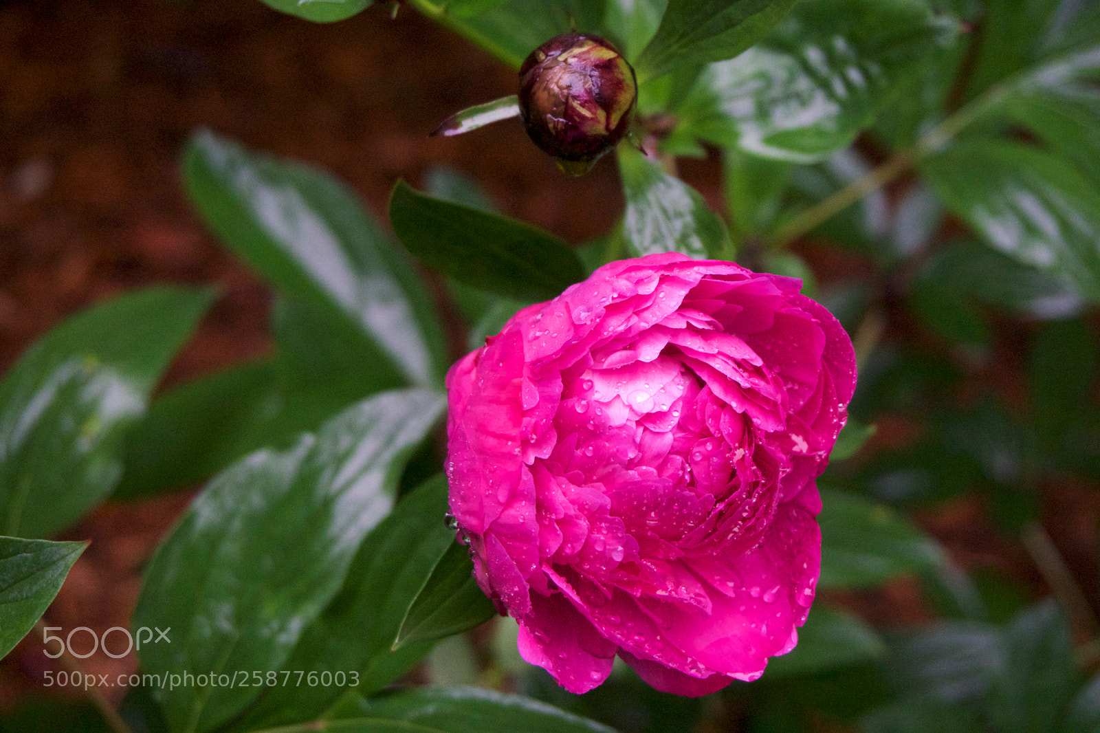 Sony a6000 sample photo. Peony photography
