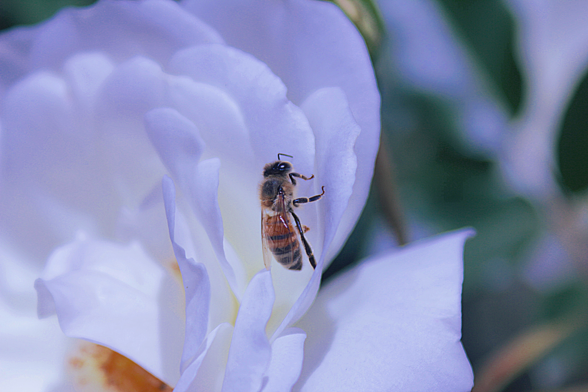 Canon EF 28-90mm f/4-5.6 sample photo. Buzzbee photography