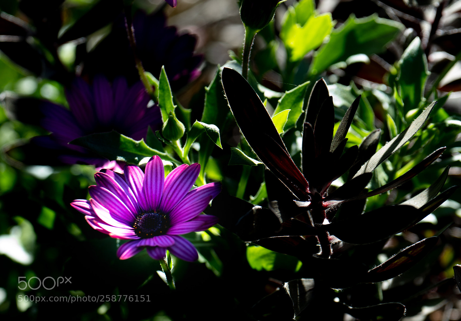 Sony a7R III sample photo. Daisy photography