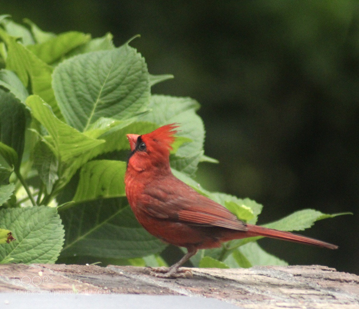 Canon EOS 1300D (EOS Rebel T6 / EOS Kiss X80) sample photo. Cardinal rules photography