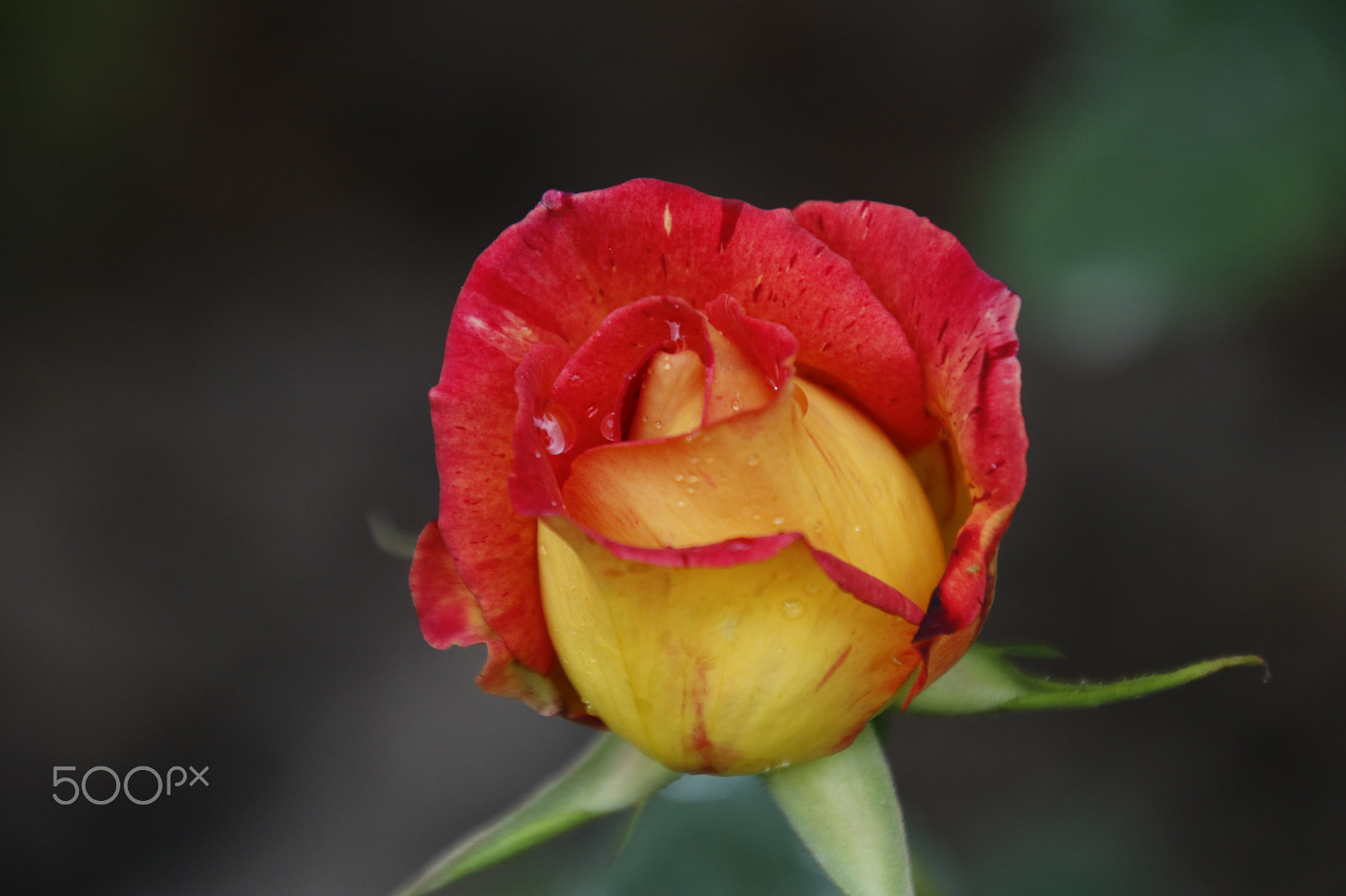 Tamron 16-300mm F3.5-6.3 Di II VC PZD Macro sample photo. Fire rose: first day photography