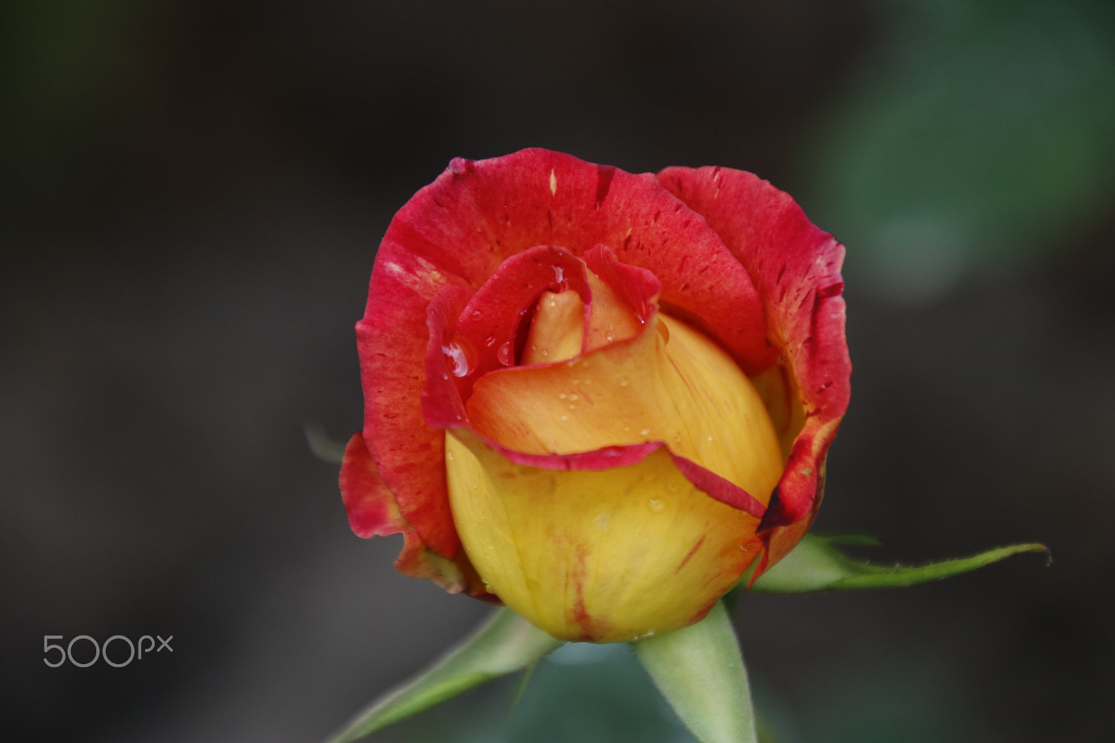 Canon EOS 80D sample photo. Fire rose: first day photography