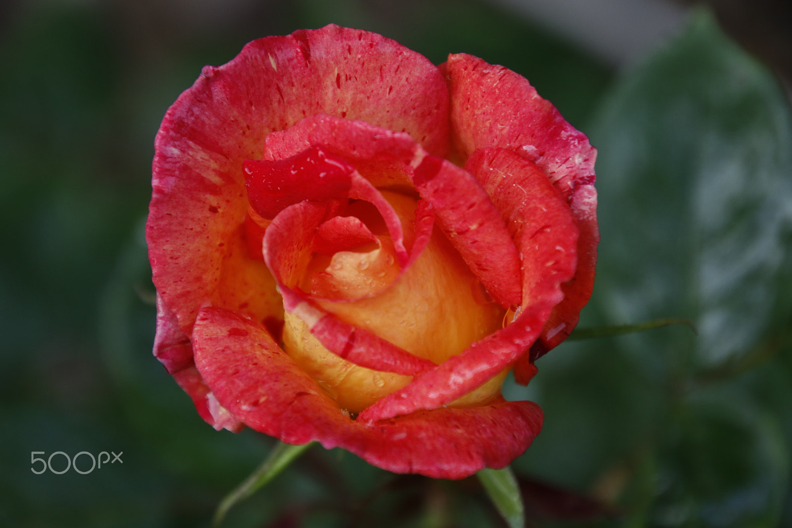 Canon EOS 80D sample photo. Fire rose: second day photography