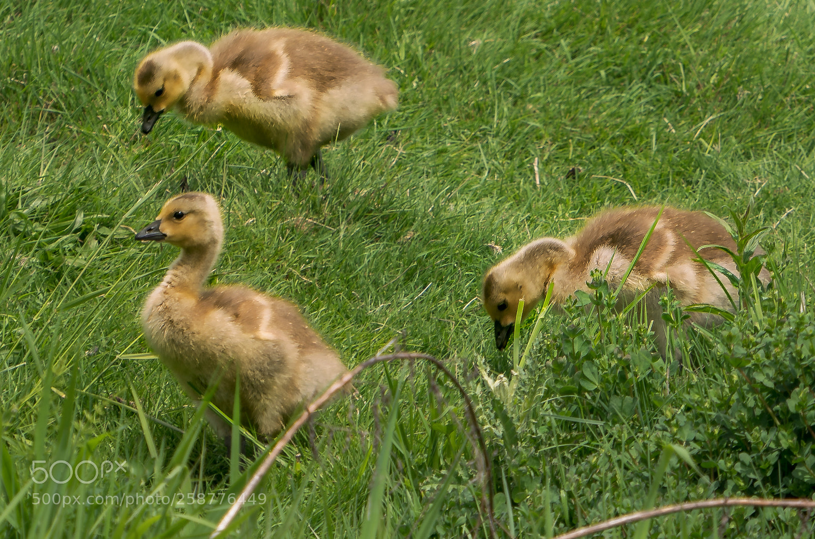 Sony a9 sample photo. Goose dumplings photography