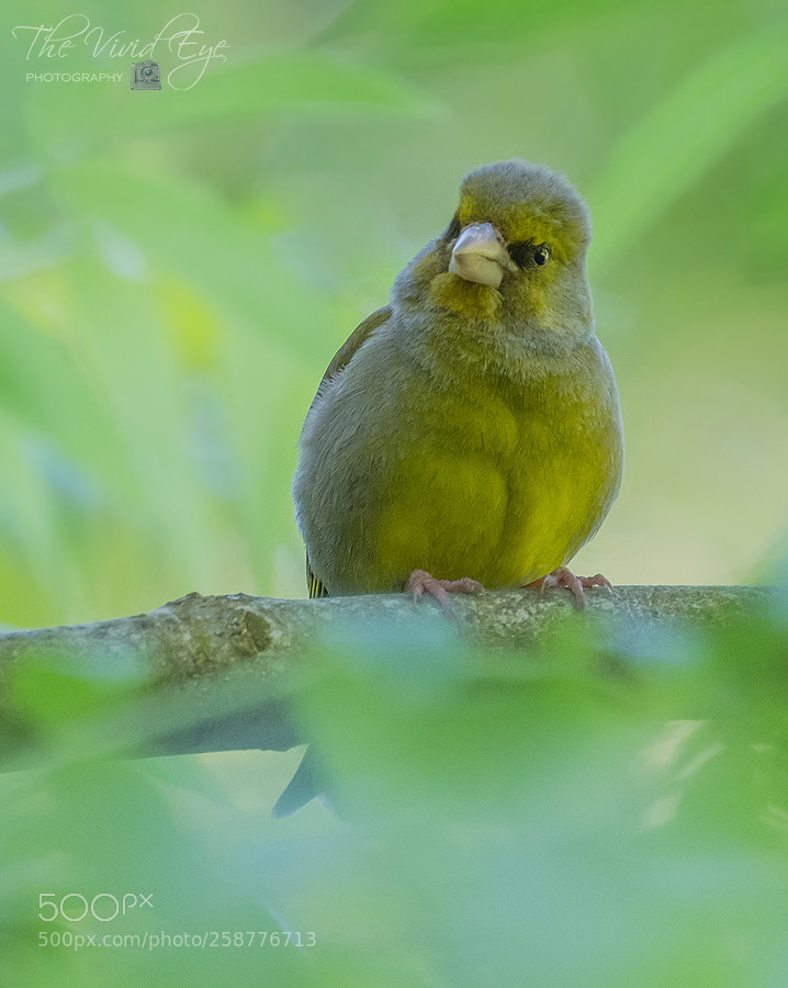 Fujifilm X-T2 sample photo. Greenfinch photography