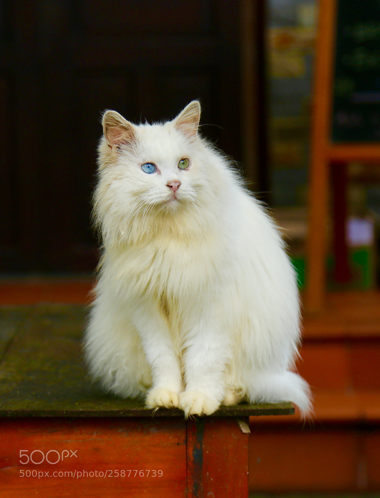 Canon EOS 6D sample photo. Untitled photography