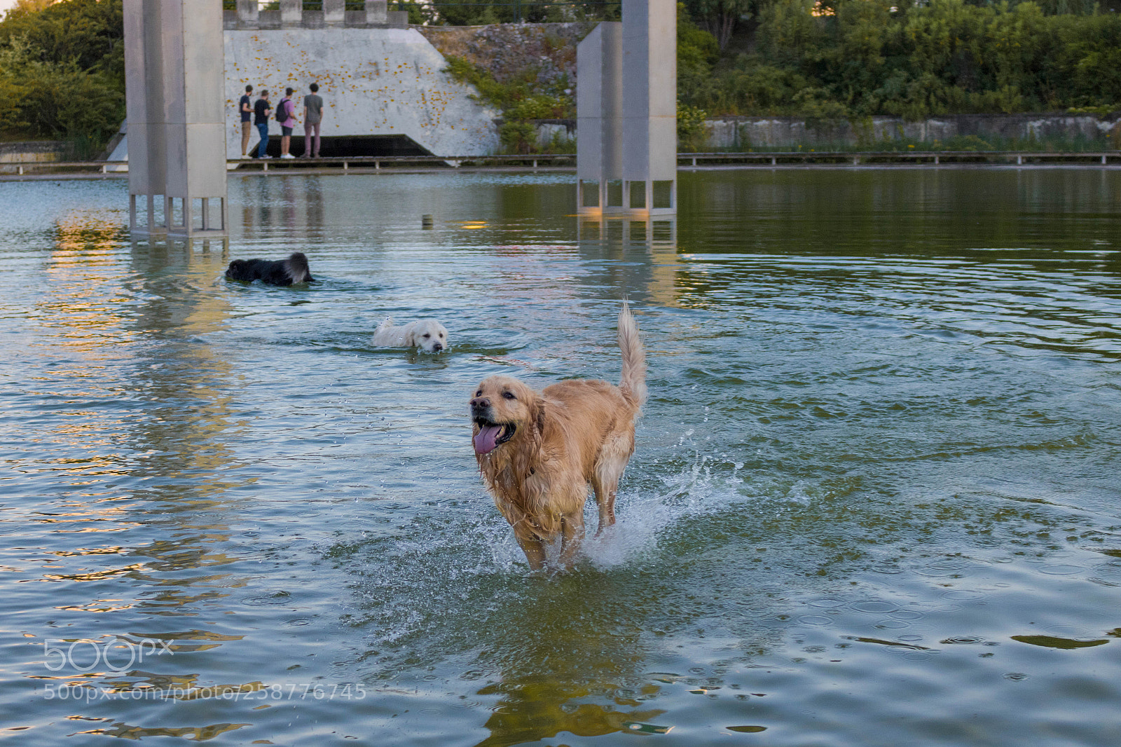 Canon EOS 750D (EOS Rebel T6i / EOS Kiss X8i) sample photo. Dogs meeting photography