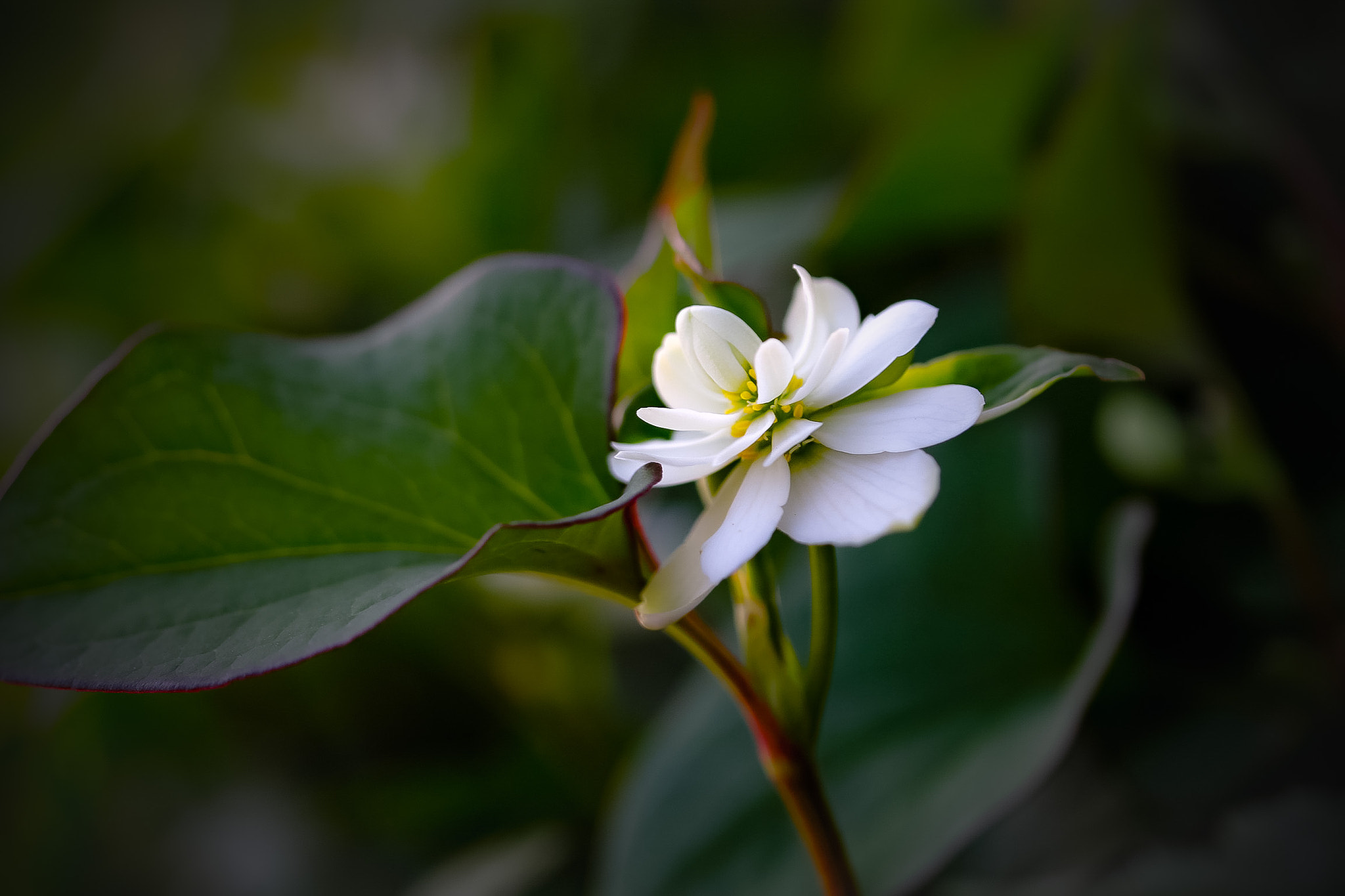 Canon EOS 760D (EOS Rebel T6s / EOS 8000D) sample photo. Fishmint herb photography