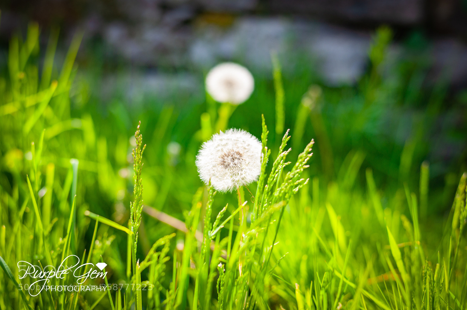 Nikon D700 sample photo. Wild flowers  photography