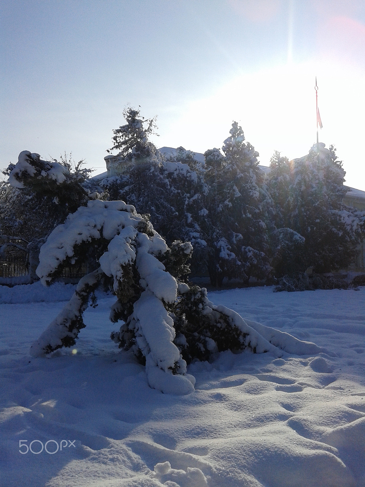 Samsung Galaxy Core sample photo. Причудливость дерева зимой  /quaint tree in winter photography
