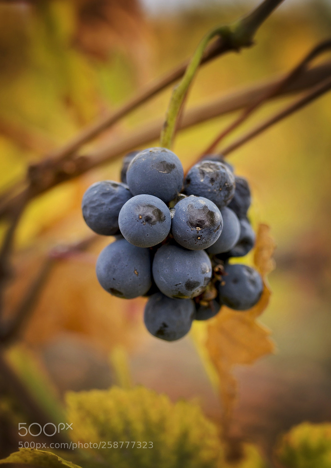 Nikon D5300 sample photo. Vineyards photography