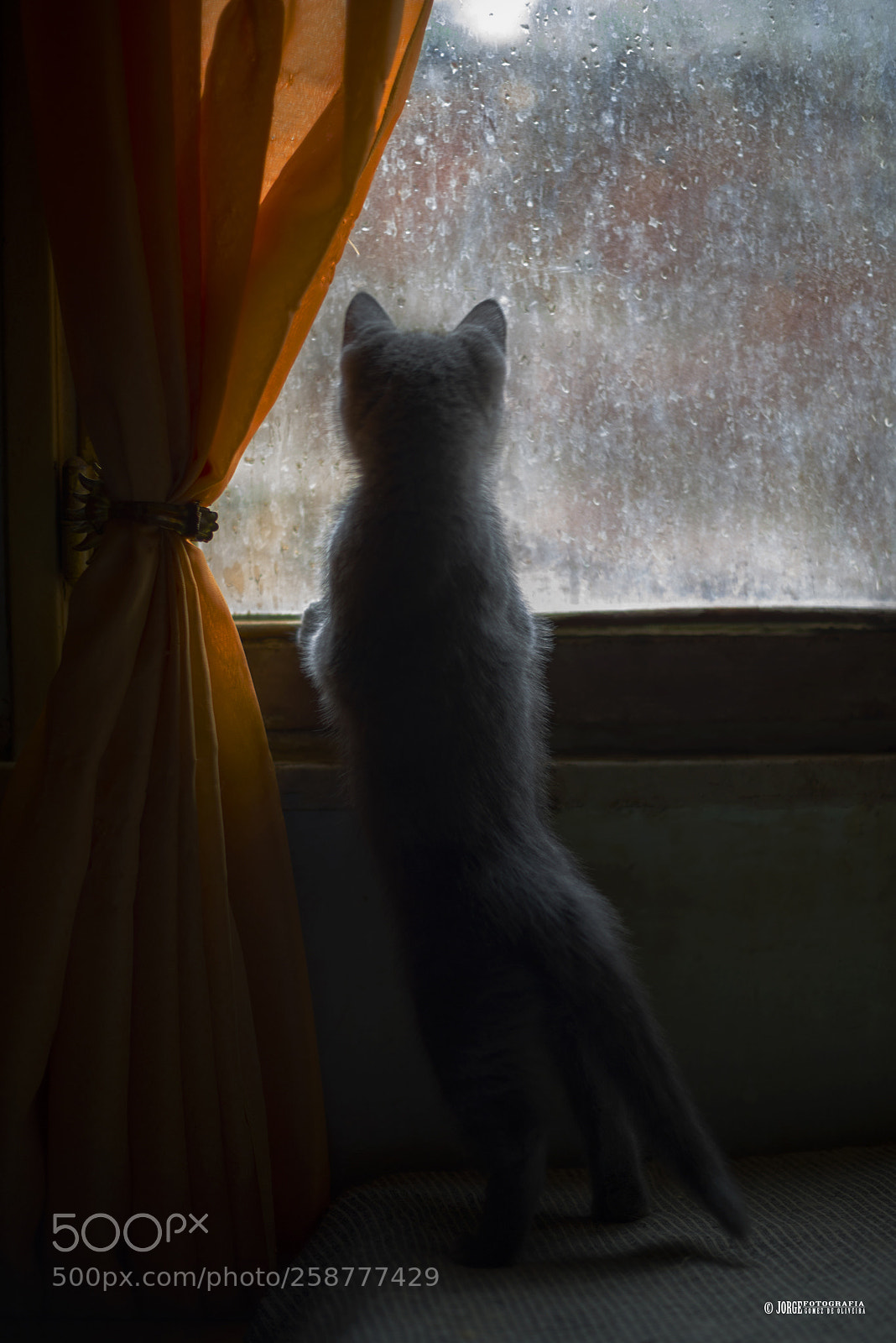 Nikon D610 sample photo. Looking at the rain !!!! photography