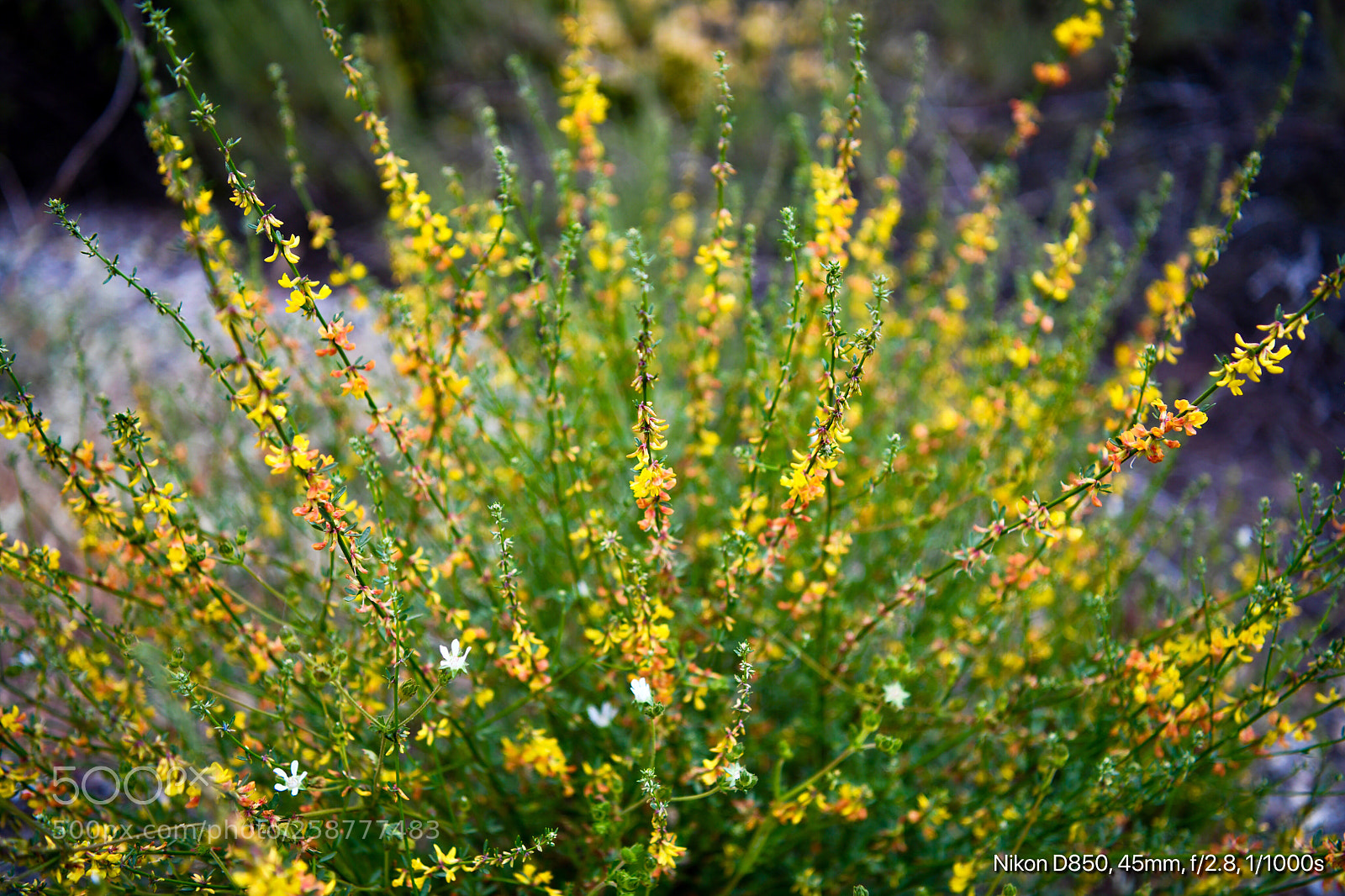 Nikon D850 sample photo. Natures bouquet  photography