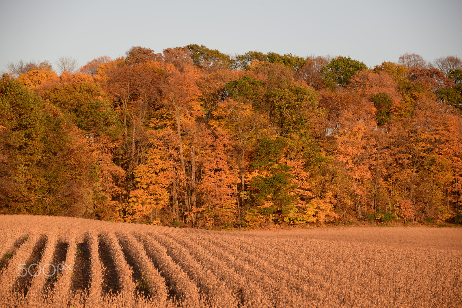 Nikon D610 sample photo. Fall harvest photography